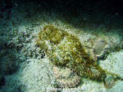 Rock fish on the Inside Reef at Lauderdale by the Sea by Michael Kovach 